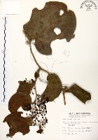 藏品(糙莖菝契)的圖片