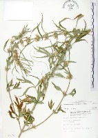 藏品(益母草)的圖片