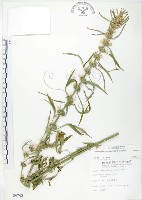 藏品(益母草)的圖片