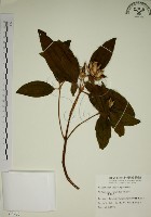 藏品(野牡丹)的圖片