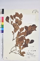 藏品(藍莓)的圖片