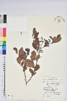 藏品(藍莓)的圖片