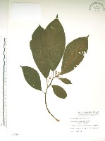 藏品(水冬瓜)的圖片