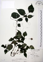 藏品(長梗盤花麻)的圖片