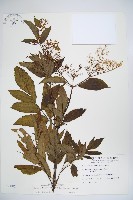 藏品(冇骨消)的圖片