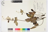 藏品(小白頭翁、野棉花)的圖片