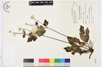 藏品(小白頭翁、野棉花)的圖片