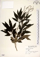 藏品(黃荊)的圖片