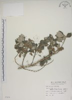 藏品(海埔姜)的圖片