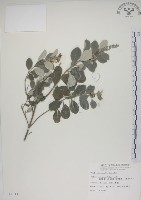 藏品(海埔姜)的圖片