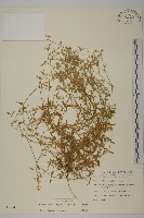 藏品(卷耳)的圖片