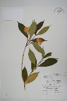 藏品(南洋馬蹄花)的圖片