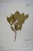 藏品(魚木)的圖片