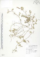 藏品(臺灣灰毛豆)的圖片