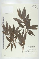 藏品(軟毛柿)的圖片