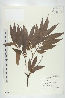 藏品(軟毛柿)的圖片
