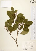 藏品(石苓舅)的圖片