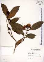 藏品(高士佛赤楠)的圖片