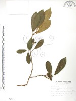 藏品(烏心石)的圖片