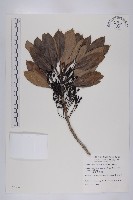 藏品(五蕊虎皮楠)的圖片