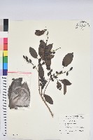 藏品(刺杜密)的圖片