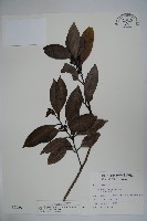 藏品(松田氏冬青)的圖片