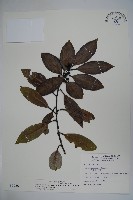 藏品(松田氏冬青)的圖片