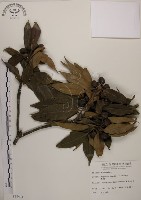 藏品(木荷)的圖片