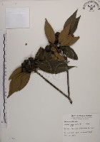 藏品(木荷)的圖片