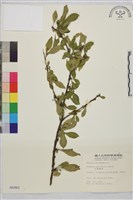 藏品(小葉鼠李)的圖片