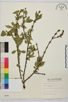 藏品(小葉鼠李)的圖片