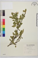 藏品(小葉鼠李)的圖片