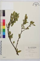 藏品(小葉鼠李)的圖片