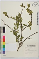 藏品(小葉鼠李)的圖片