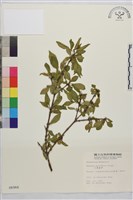 藏品(小葉鼠李)的圖片