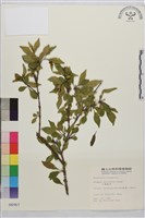 藏品(小葉鼠李)的圖片