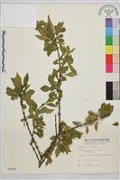 藏品(小葉鼠李)的圖片