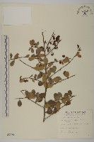 藏品(刺裸實、變葉裸實)的圖片