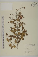 藏品(刺裸實、變葉裸實)的圖片