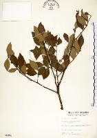 藏品(內苳子)的圖片