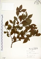 藏品(內苳子)的圖片