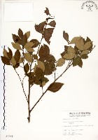 藏品(內苳子)的圖片