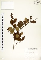 藏品(內苳子)的圖片