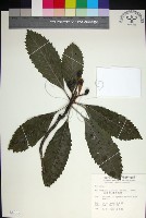 藏品(山枇杷、臺灣枇杷)的圖片