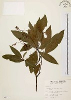 藏品(香楠)的圖片