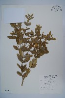 藏品(臺灣黃楊)的圖片