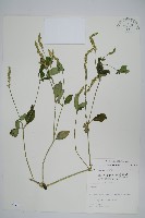 藏品(爵床)的圖片