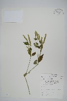 藏品(爵床)的圖片