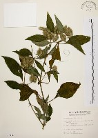 藏品(臺灣鱗球花)的圖片