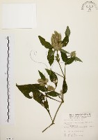 藏品(臺灣鱗球花)的圖片